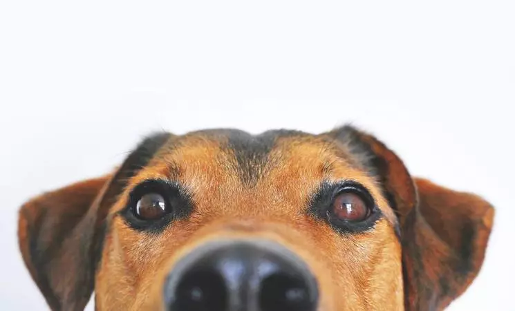 Amit a kutyák hallásáról tudni érdemes