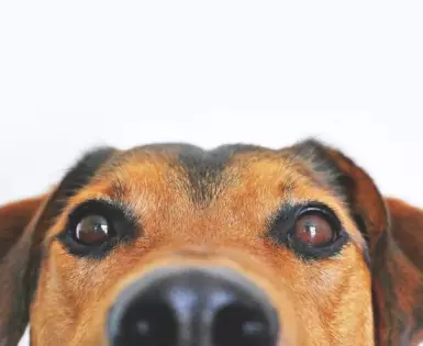 Amit a kutyák hallásáról tudni érdemes